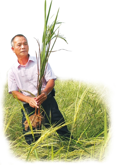 陈日胜:育种海水稻