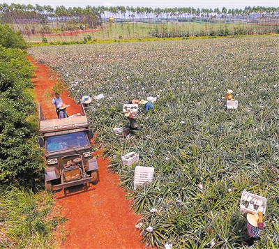 3月28日,广东农垦徐闻红星农场职工在田间采摘菠萝(无人机拍摄.