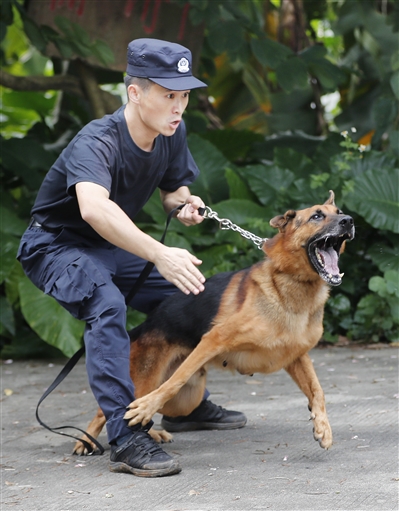 警队里的特殊"警员—警犬